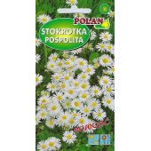 Stokrotka trwała pospolita (biała) (Bellis perennis) - 0,2 g