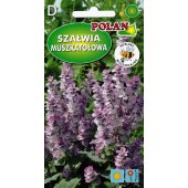 Szałwia muszkatołowa (Salvia sclarea) - 0,5 g