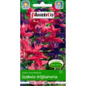 Szałwia trójbarwna (Salvia horminum) - 0,5 g