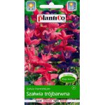 Szałwia trójbarwna (Salvia horminum) - 0,5 g