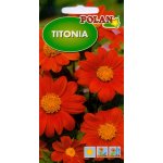 Titonia pomarańczowa (Tithonia rotundiflora) - 1 g 