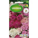 Ubiorek hiacyntowy mix (Iberis umbellata) - 2 g