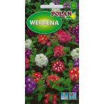 Werbena ogrodowa, Witułka (mieszanka) (Verbena x hybrida) - 0,5 g