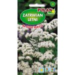 Zatrwian wrębny (biały) (Limonium sinuatum) - 0,5 g