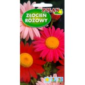 Złocień różowy mieszanka (Chrysanthemum coccineum) - 1 g 